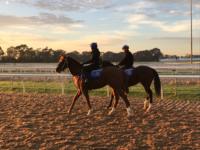 Gary Portelli's Randwick Preview - Saturday 24th June
