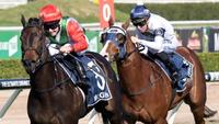 Portelli full of praise for little Lipizzan