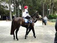 Portelli Stars Shine At Warwick Farm Trials
