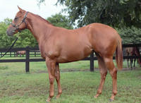 Fairhill Farm to Cheer Gimcrack Runners