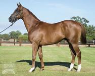 Watch Out.. Another Portelli 2yo coming through