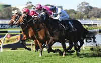 Dio D'Oro to step up to stakes company