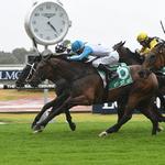 Veteran Testashadow headed to Rosehill for November Topaz