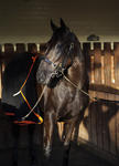 Lucia Valentina Retired To Stud