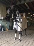 Pace The Key To Lucia's Plate Chances