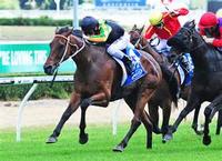 Stablemates Ready To Race Well At Gold Coast