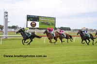 Rosa Carolina Knockout Chance In Guineas
