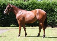 Blinkers Come Off Tawfiq Boy