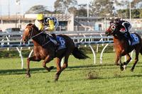 Kris Philosophical About Stradbroke Weight