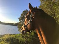 No Risks With Stradbroke Favourite