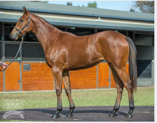 Animal Kingdom X Darvaza Filly