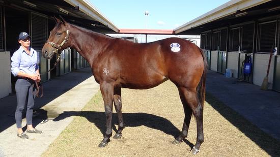 Hinchinbrook X Fly By Night