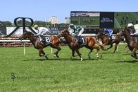 Newcomer To Resume At Randwick Saturday