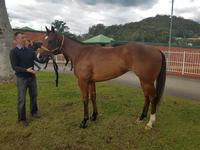Jimmy Choux filly wins at Wyong