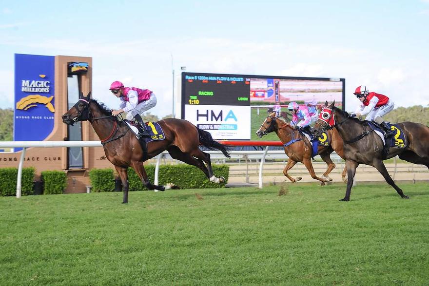 King Viv Resumes from Long Break to Run at Rosehill on Saturday!