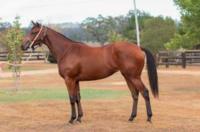 Scone Yearling Sales