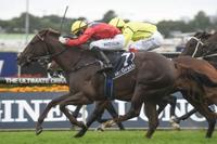 Hetty Heights to fly the flag for Kim Waugh Racing at Rosehill Gardens on Saturday