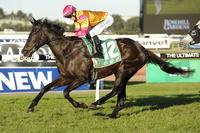 Shiraz bound for the Winter Challenge at Rosehill Gardens on Saturday