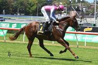 Oxford Tycoon Finishes Fighting 2nd on Heavy 8 at Rosehill