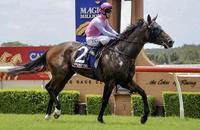 Manhattan Mist Resumes at Randwick on Saturday!
