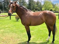 Shares Available in Two Well-Bred 2yo's!