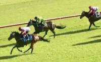 Talented Safado Set to Resume at Gosford on Friday!