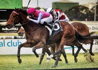 King Viv Steps up to 1800m on Wednesday at Randwick!