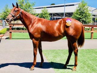 Rich Enuff Filly Takes Kim's Eye at the Inglis Classic Sale!