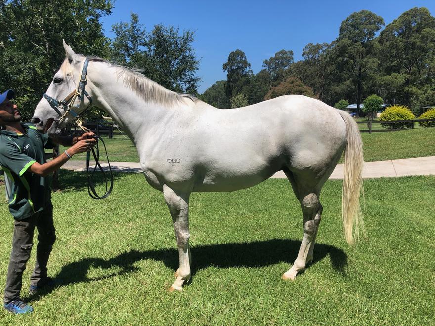 His Majesty Leaves Mahtoum Lodge Bound for Warwick Farm