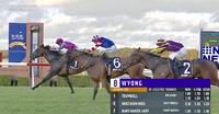 Darci Brahma 3yo Trumbulls Opposition at Wyong on Thursday!