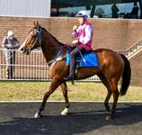 King Hewitt Resumes with Fast-Finishing 2nd at Warwick Farm!