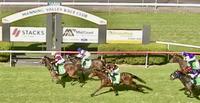 Trojan Angel Wins on Debut at Taree!