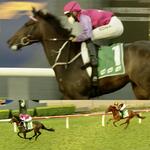 Different Strokes Books Himself a Spot in the Four Pillars with Easy Wyong Win!