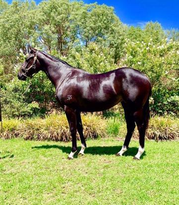 Brazen Beau Filly