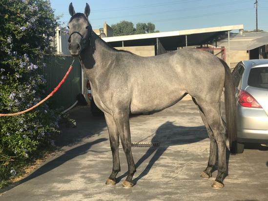 Zebedee X Ohmy Dubai Filly