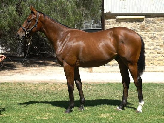 Sir Prancealot X Mount Cougar Colt