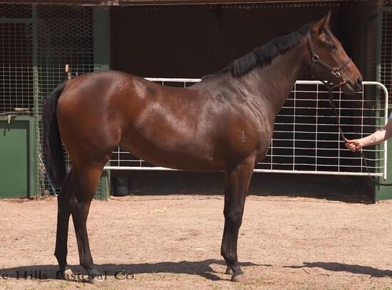 Wandjina X Military Gal Filly