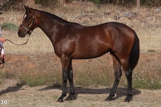 Russian Revolution X Fast Hussy Filly