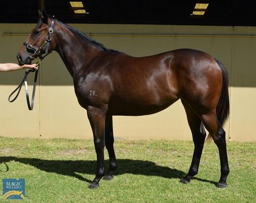 Star Witness X Rock Blanc Filly