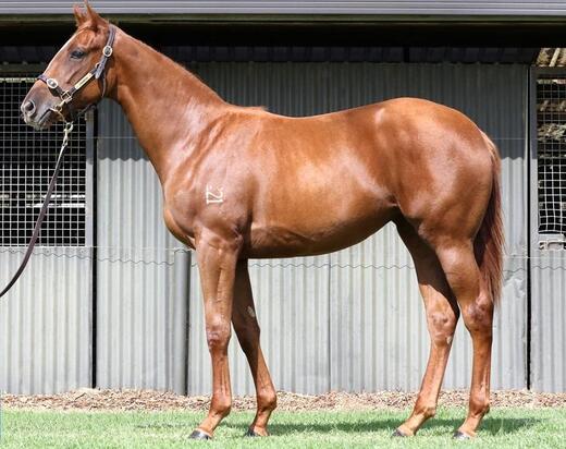 Sebring X Oasis Bloom Filly