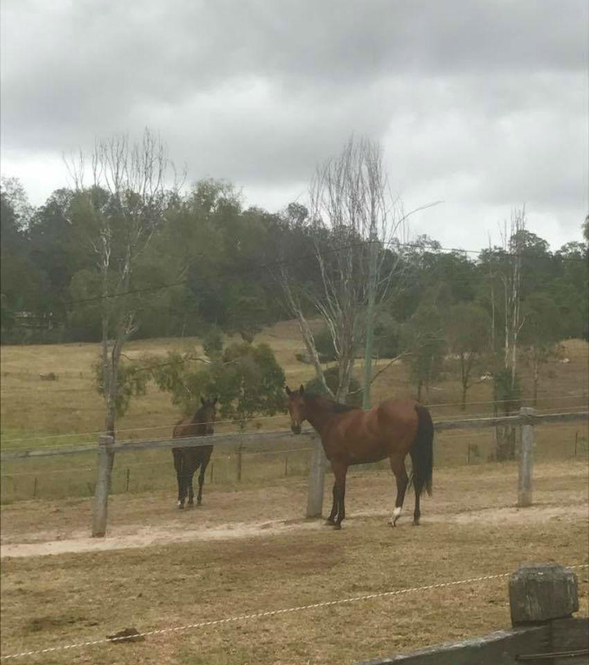 Horse Training Facilities - Melissa Dennett Racing