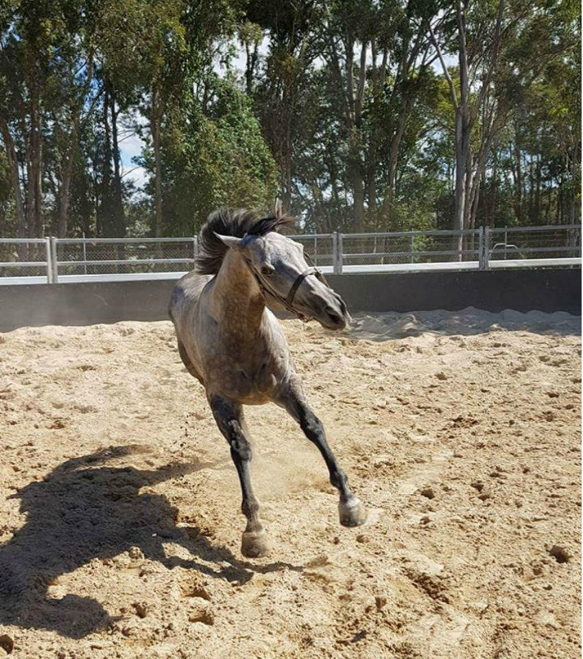 Horse Training Facilities - Melissa Dennett Racing