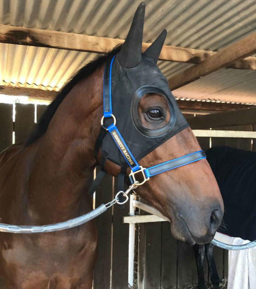 Horse Training Facilities - Melissa Dennett Racing