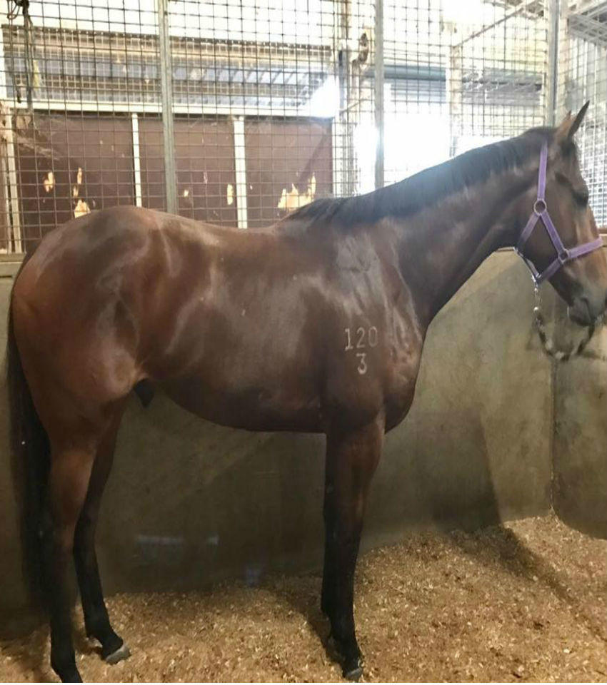 Horse Training Facilities - Melissa Dennett Racing