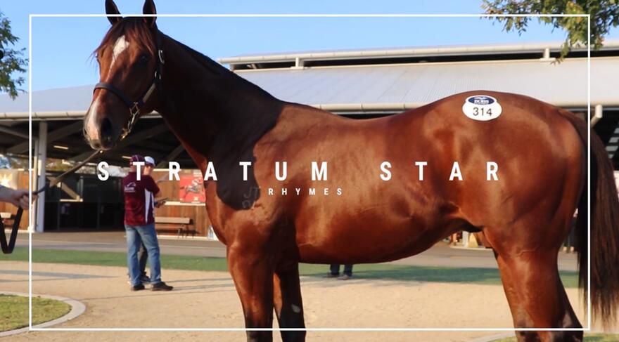 Australian Horse Trainer | Melissa Dennett Racing