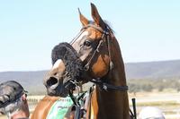 Goulburn Primed For Today's Return To Racing