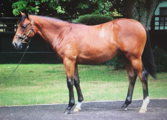 Charm Spirit X The Mighty Lions