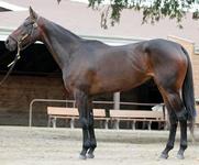 Race Horse Syndication