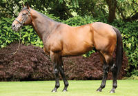 Australian Sires: Fastnet Rock Produces 125th Stakes-Winner