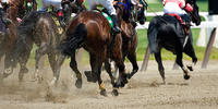 Become a Race Horse Owner